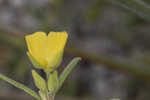 Coastal sand frostweed